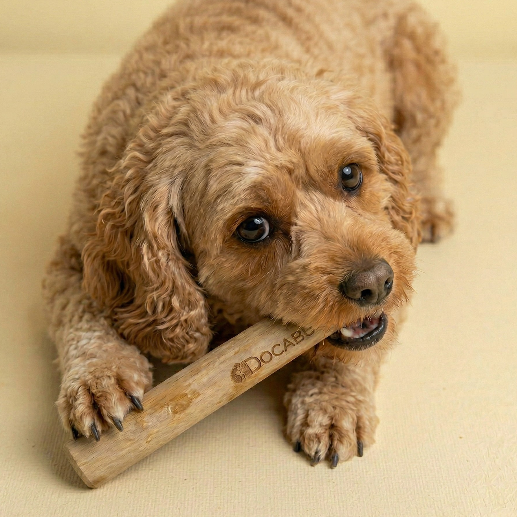 Coffee Wood Chew — Medium & Strong Chewers 2-Pack