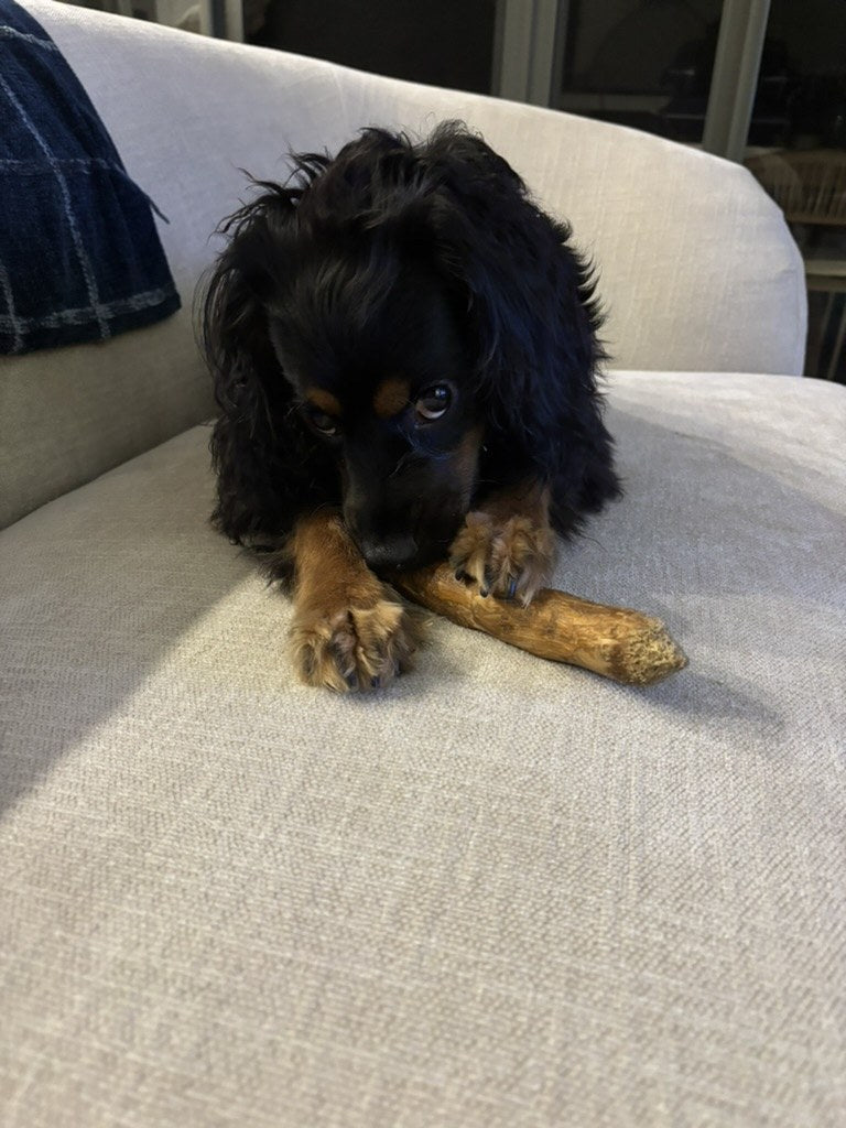Banjo, a puppy, resting on a cream sofa with a Docabu coffee wood chew between his paws