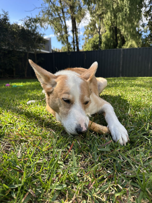 Buddy lying on the grass in a sunny Australian backyard, chewing a Docabu coffee wood chew