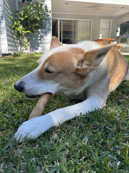 Buddy holding a Docabu coffee wood chew between his front paws on the lawn
