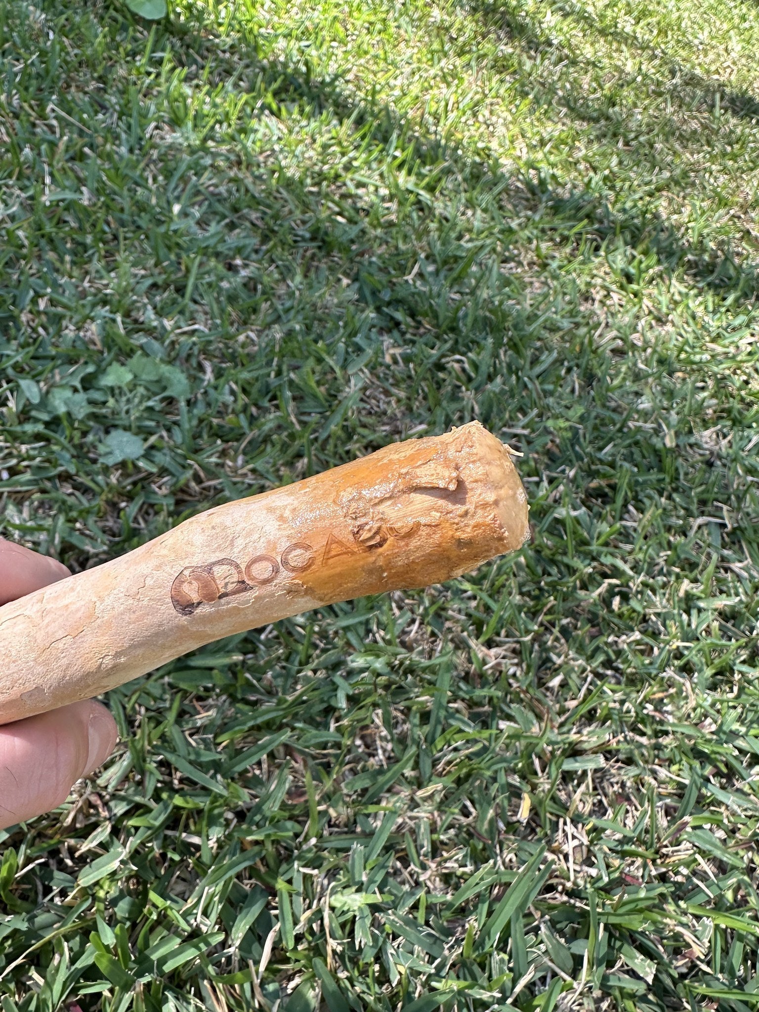 A well-used Docabu coffee wood chew held in a hand above the grass