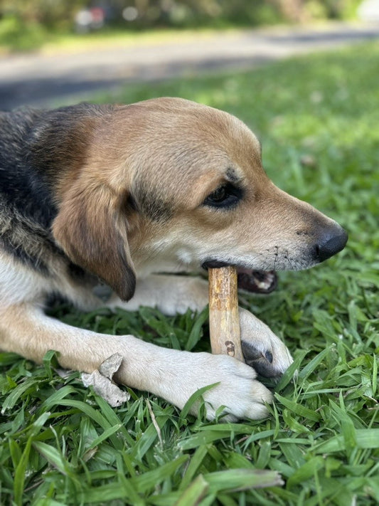 Finn chewing a Docabu coffee wood chew on the lawn