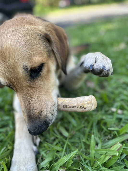 Close view of Finn with a Docabu coffee wood chew, the Docabu branding visible on the wood