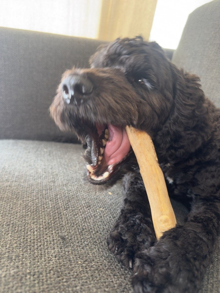 Frankie mid-chew on a Docabu coffee wood chew, stretched out on the sofa