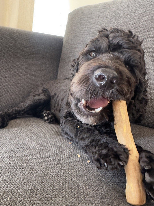 Frankie looking at the camera with a Docabu coffee wood chew in his mouth