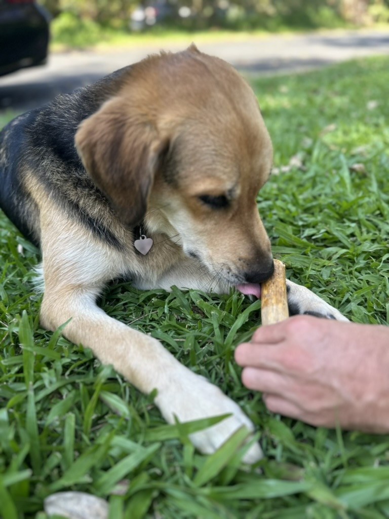 A hand offering a Docabu coffee wood chew to Finn on the grass
