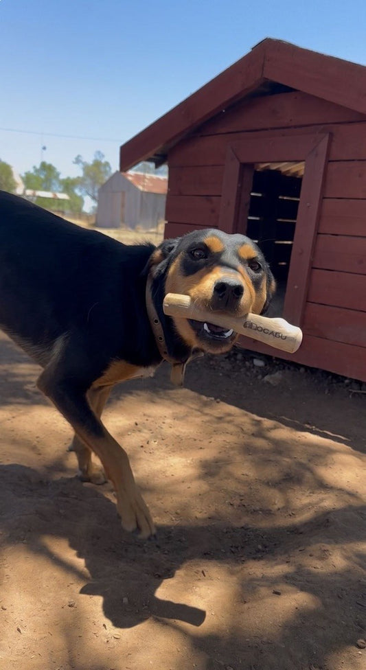 Ren trotting towards the camera carrying a Docabu coffee wood chew