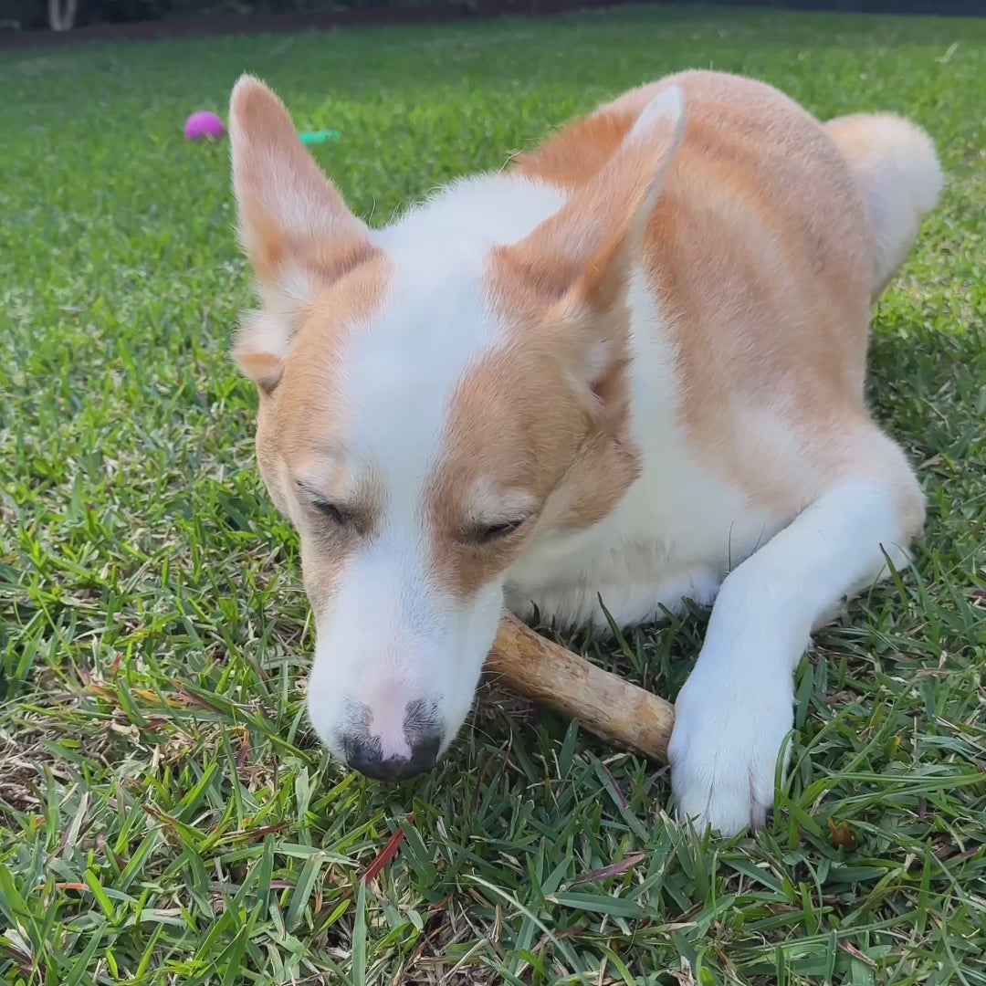 Buddy lying on the grass in a sunny backyard, chewing a Docabu coffee wood chew held between his front paws.